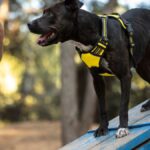 Canine Handler NYT Crossword